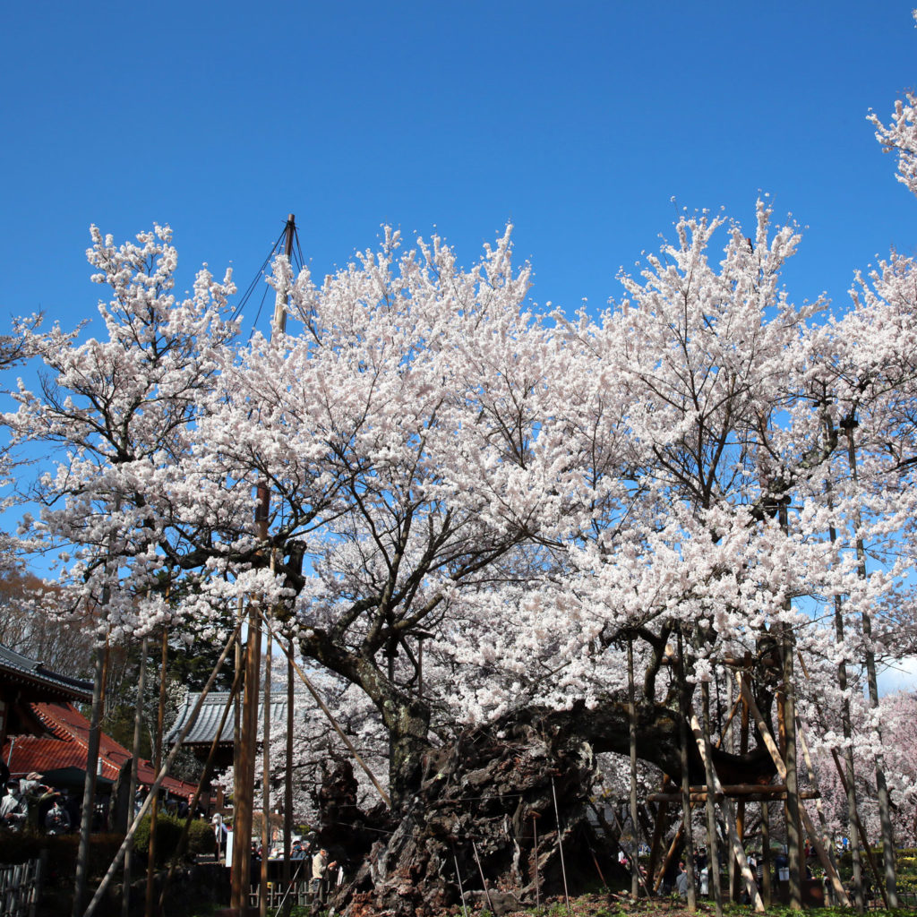 實相寺の神代桜